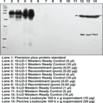 15-Lipoxygenase-1 (rabbit) Polyclonal Antiserum