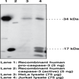 Caspase-3 (human) Polyclonal Antibody
