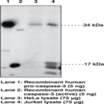 Caspase-3 (human) Polyclonal Antibody