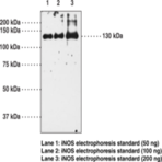 iNOS Polyclonal Antibody