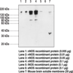 nNOS Polyclonal Antibody