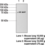 Guanylate Cyclase (alpha) subunit (soluble) Polyclonal Antibody