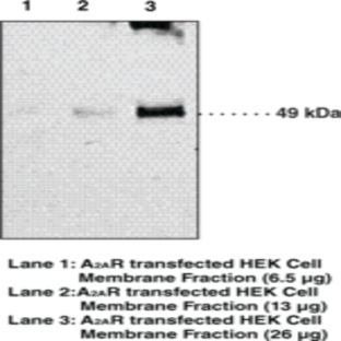 Adenosine Receptor A2A Monoclonal Antibody (Clone 7FG-G5-A2)