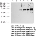 Nitrotyrosine Polyclonal Antibody