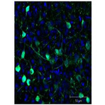 anti-Green Fluorescent Protein (GFP) (AA 246) antibody