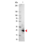 Anti-green_fluorescent_protein_gfp_aa_246_antibody_alkaline_phosphatase_ap_original_600-105-215-gfp-antibody-alkaline-phosphatase-conjugated-1-wb-4x3