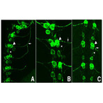 Anti-green_fluorescent_protein_gfp_aa_246_antibody_biotin_original_600-106-215-gfp-goat-biotin-antibody-2-if-4x3