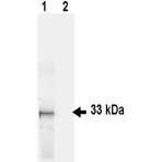 anti-Green Fluorescent Protein (GFP) (AA 246) antibody (FITC)
