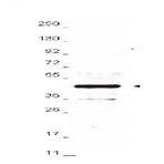 Anti-ha-tag_antibody_original_600-401-384-ha-epitope-tag-antibody-2-wb-2x5