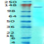 anti-mGluR1/5 (C-Term), (AA 824-1203) antibody