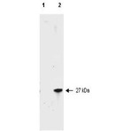 anti-Red Fluorescent Protein (RFP) (AA 234) antibody
