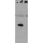 anti-HICE1 PS70 (Internal Region) antibody