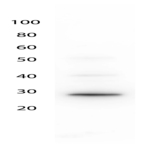 anti-Green Fluorescent Protein (GFP) (AA 1-246) antibody
