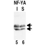 anti-NF-Y (N-Term) antibody