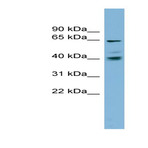 anti-Transmembrane 9 Superfamily Protein Member 4 (TM9SF4) (N-Term) antibody