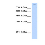 anti-Matrin 3 (MATR3) (C-Term) antibody