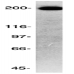 anti-Cytoskeleton Associated Protein 5 (CKAP5) (C-Term) antibody