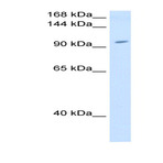anti-Ring Finger Protein 40, E3 Ubiquitin Protein Ligase (RNF40) (C-Term) antibody