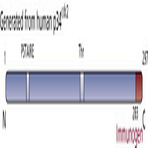 anti-Cyclin-Dependent Kinase 1 (CDK1) (AA 283-297) antibody