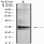 anti-Cyclin-Dependent Kinase 1 (CDK1) antibody