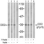 anti-Cyclin-Dependent Kinase 1 (CDK1) (pTyr15) antibody