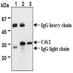 anti-Cyclin-Dependent Kinase 1 (CDK1) (AA 30-57), (AA 42-49) antibody