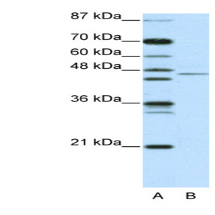 anti-Tripartite Motif Containing 14 (TRIM14) (N-Term) antibody