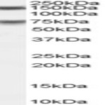 anti-Maternal Embryonic Leucine Zipper Kinase (MELK) (C-Term) antibody