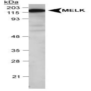 anti-Maternal Embryonic Leucine Zipper Kinase (MELK) (C-Term), (AA 639-651) antibody