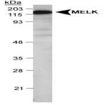 anti-Maternal Embryonic Leucine Zipper Kinase (MELK) (C-Term), (AA 639-651) antibody