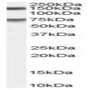 anti-Maternal Embryonic Leucine Zipper Kinase (MELK) (C-Term) antibody