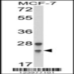 anti-GINS Complex Subunit 1 (Psf1 Homolog) (GINS1) (N-Term), (AA 1-30) antibody