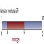 anti-Gem (Nuclear Organelle) Associated Protein 2 (GEMIN2) (AA 36-156) antibody