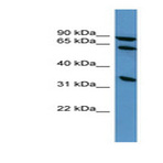 anti-Engulfment and Cell Motility 1 (ELMO1) (C-Term) antibody