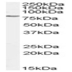 anti-GRB2-Associated Binding Protein 2 (GAB2) (C-Term), (Internal Region) antibody