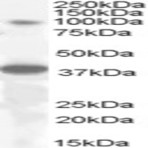 anti-Mediator Complex Subunit 24 (MED24) (Internal Region) antibody