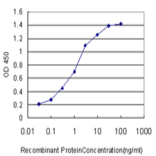 anti-Membrane Associated Guanylate Kinase, WW and PDZ Domain Containing 2 (MAGI2) (AA 519-629) antibody