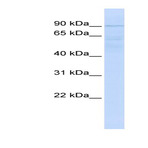 anti-Ring Finger Protein 10 (RNF10) (N-Term) antibody