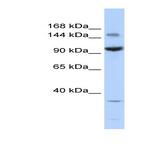 anti-Zinc Finger and BTB Domain Containing 40 (ZBTB40) (Middle Region) antibody