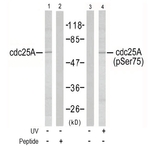 anti-Cell Division Cycle 25 Homolog A (S. Pombe) (CDC25A) (pSer76), (pSer75) antibody