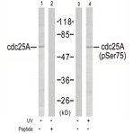 anti-Cell Division Cycle 25 Homolog A (S. Pombe) (CDC25A) (Ser75) antibody