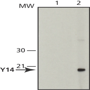 anti-RNA Binding Motif Protein 8A (RBM8A) antibody