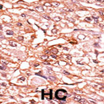 anti-Cell Division Cycle 25 Homolog B (S. Pombe) (CDC25B) (pSer353) antibody