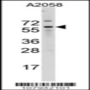 anti-Cell Division Cycle 25 Homolog B (S. Pombe) (CDC25B) (N-Term), (AA 165-194) antibody