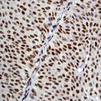 anti-Cell Division Cycle 25 Homolog C (S. Pombe) (CDC25C) (N-Term) antibody