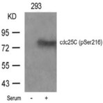 anti-Cell Division Cycle 25 Homolog C (S. Pombe) (CDC25C) (pSer216) antibody