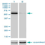 anti-Cell Division Cycle 25 Homolog C (S. Pombe) (CDC25C) (AA 21-130) antibody