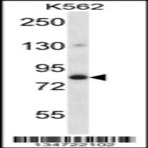anti-Golgin A5 (GOLGA5) (AA 381-408), (Center) antibody
