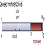 anti-Golgin A5 (GOLGA5) (AA 450-556) antibody