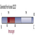 Anti-cell_division_cycle_27_homolog_s_cerevisiae_cdc27_aa_145-343_antibody_original_c40920_bar